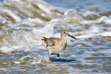 Willet
