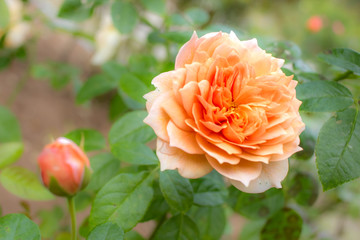 Marie Louise de la Ramee; Shrub Rose, Orange Rose Originally Produced by the Breeder Spek in...