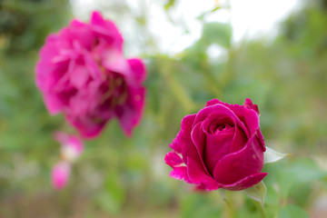 Scent of Woman; Floribunda Rose, Pink Rose Originally Produced by the Breeder Barni in Italy, 2009