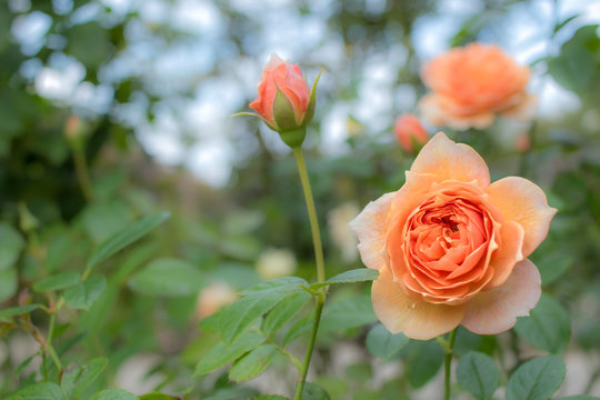 Marie Louise de la Ramee; Shrub Rose, Orange Rose Originally Produced by the Breeder Spek in Netherlands, 2013