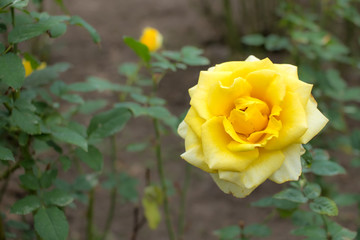 Sun Goddess; Hybrid Tea Rose, Yellow Rose Originally Produced by the Breeder Warriner in USA, 1993