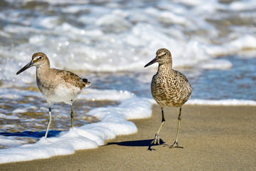 Willet