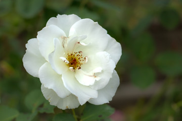 Moonsprite; Floribunda Rose, White Rose Originally Produced by the Breeder Swim in USA, 1956