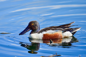 Northern shoveler