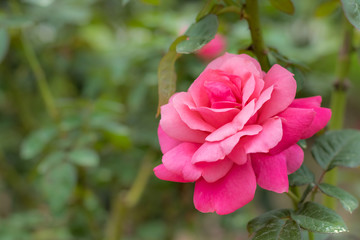Magali; Floribunda Rose, Pink Rose Originally Produced by the Breeder Meilland in France, 1986