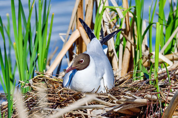 Black-headed Gull