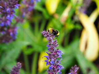 Hummel auf Lavendelblüten