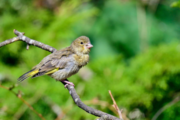 Fototapeta premium Greenfinch