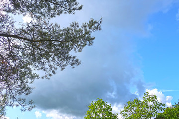 branches of trees against the sky