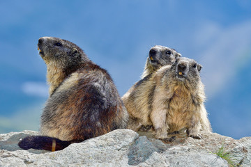 Alpine marmot family