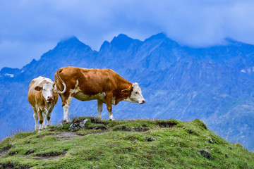 Fototapeta na wymiar Alp Cows on the pasture