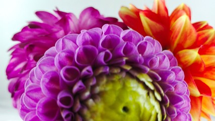 3 Dahlien makro coseup