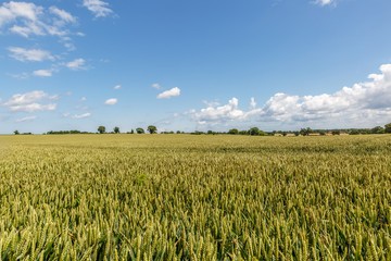 Beautiful countryside with even vegetation in the middle of summer, England
