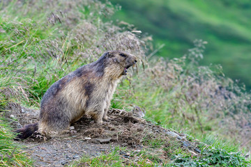 Naklejka premium Alpine marmot alerting