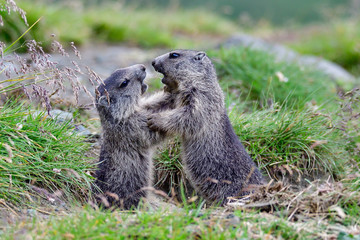 Alpine marmots playing