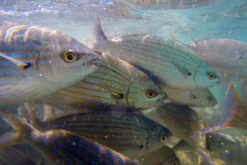 Obraz premium Wild Salema / Sarpa salpa in ocean / Canary Islands