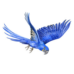 Hyacinth macaw isolated on white background. A flying parrot. Watercolor. Illustration. Handmade. Design. Textiles, books, webdesign