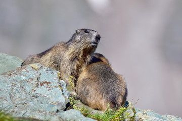 Alpine marmot