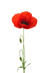 Poster Poppy bloem geïsoleerd zonder schaduw © azure