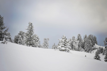 Little trees in Turrach