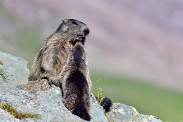 Alpine marmot