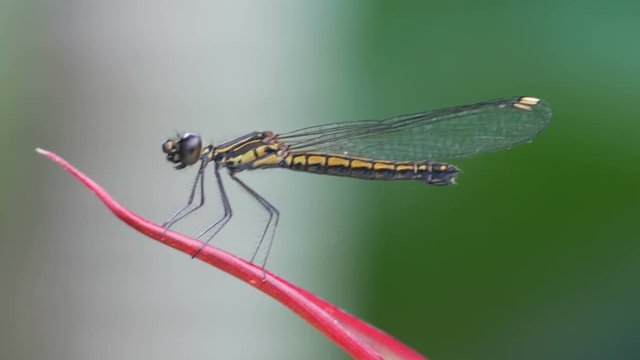 a damselfly is resting on the plant leaf that shaking with wind