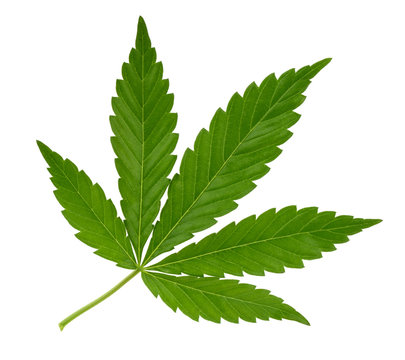 Cannabis leaf isolated on white without shadow