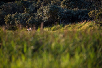 Obraz na płótnie Canvas Fallow deer doe (dama dama) in high grass near bushes.