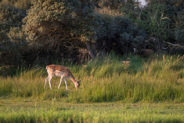 Naklejka na ściany i meble Grazing fallow deer doe (dama dama) in long grass near bushes.
