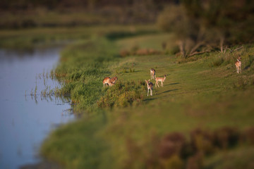 Group of fallow deer (dama dama) in meadow at waterfront.