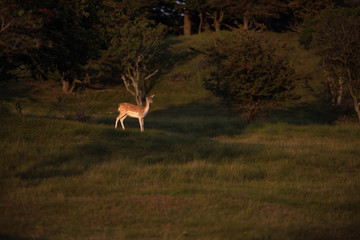 Fallow deer (dama dama) in meadow lit by low sunlight.