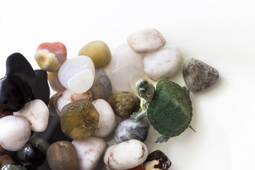 Red Eared Terrapine - Trachemys scripta elegans in aquarium on stones. White background. Selective focus
