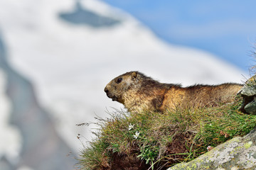 Alpine marmot