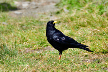 Alpine chough