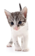 Obraz premium Small gray kitten.
