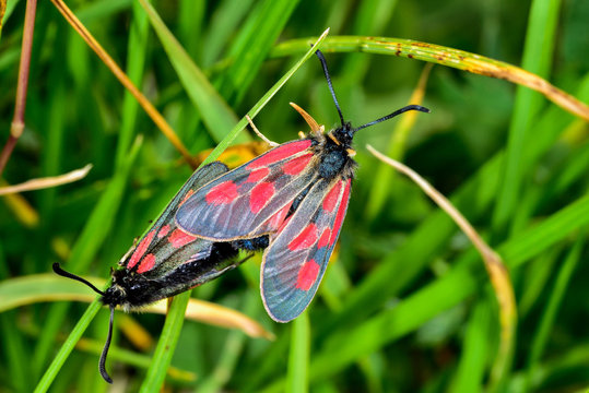 Zygaena exulans