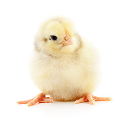 Small yellow chicken.