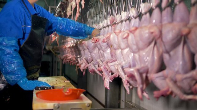 A factory employee checks inside chicken carcasses for organs.  