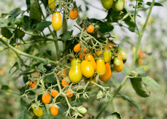 Yellow small tomatoes on a branch
