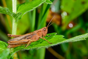 Iberian Field Grasshopper