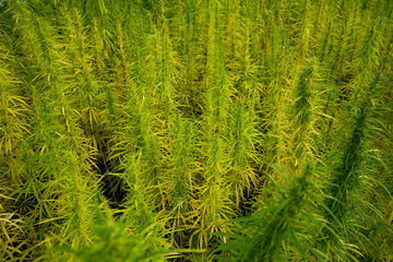 Hanffeld unter blauem Himmel 