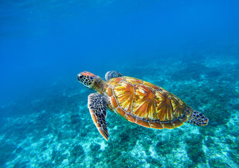 Sea turtle in blue ocean closeup. Green sea turtle closeup. Endangered species of tropical coral reef.