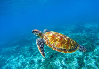 Draagtas Zeeschildpad in blauwe oceaan close-up. Groene zeeschildpad close-up. Bedreigde soorten tropisch koraalrif. © Elya.Q