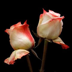 Rose on a black background in various angles