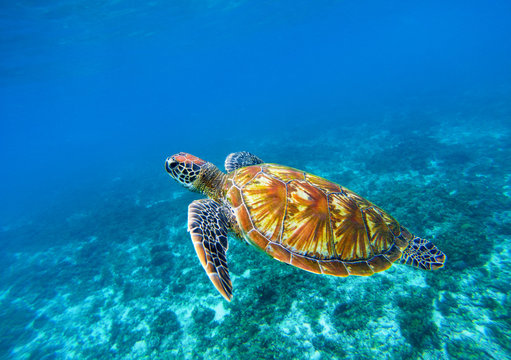 Sea turtle in blue ocean closeup. Green sea turtle closeup. Endangered species of tropical coral reef.