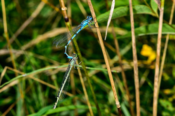 Common blue damselfly