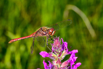 Yellow-winged darter