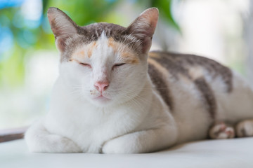 Striped with white a cat