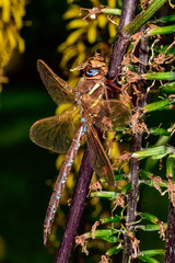 Brown hawker
