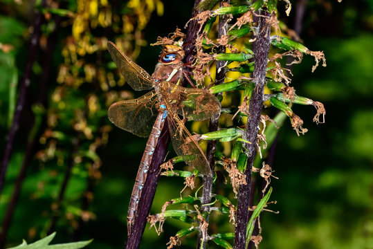 Brown Hawker